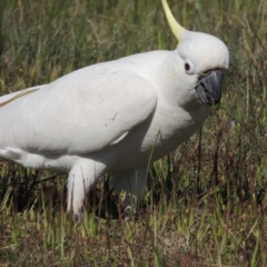 Cacatua galerita (Sulphur-crested Cockatoo) at Lanyon - northern section A.C.T. - 15 Oct 2019 by michaelb