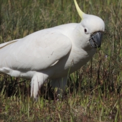 Cacatua galerita (Sulphur-crested Cockatoo) at Tuggeranong DC, ACT - 15 Oct 2019 by MichaelBedingfield