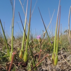 Erodium botrys (Long Storksbill) at Lanyon - northern section A.C.T. - 15 Oct 2019 by michaelb