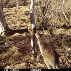 Wallabia bicolor (Swamp Wallaby) at Namadgi National Park - 17 Sep 2019 by DonFletcher