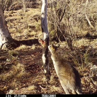 Wallabia bicolor (Swamp Wallaby) at Booth, ACT - 18 Sep 2019 by DonFletcher