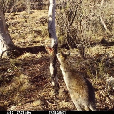 Wallabia bicolor (Swamp Wallaby) at Namadgi National Park - 17 Sep 2019 by DonFletcher