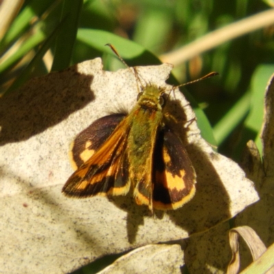 Ocybadistes walkeri (Green Grass-dart) at Surfside, NSW - 21 Oct 2019 by MatthewFrawley