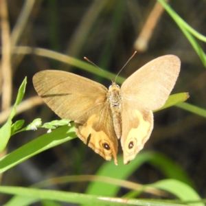 Hypocysta metirius at Surfside, NSW - 21 Oct 2019