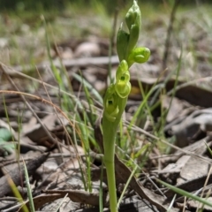 Hymenochilus muticus (Midget Greenhood) at Brindabella, NSW - 21 Oct 2019 by MattM