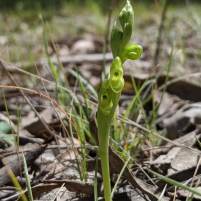 Hymenochilus muticus (Midget Greenhood) at Brindabella, NSW - 21 Oct 2019 by MattM