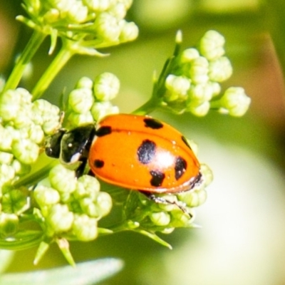 Hippodamia variegata (Spotted Amber Ladybird) at Chapman, ACT - 26 Oct 2019 by SWishart