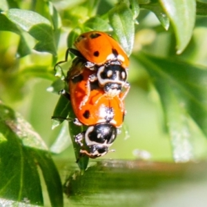 Hippodamia variegata at Chapman, ACT - 26 Oct 2019 09:25 AM