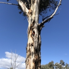 Callocephalon fimbriatum (Gang-gang Cockatoo) at Hughes Garran Woodland - 25 Oct 2019 by ruthkerruish