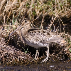 Gallinago hardwickii (Latham's Snipe) at Fyshwick, ACT - 26 Oct 2019 by Marthijn