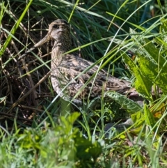 Gallinago hardwickii at Fyshwick, ACT - 26 Oct 2019 09:06 AM