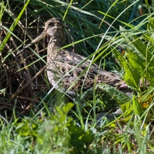 Gallinago hardwickii at Fyshwick, ACT - 26 Oct 2019