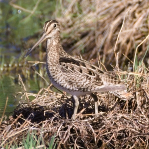 Gallinago hardwickii at Fyshwick, ACT - 26 Oct 2019 09:06 AM