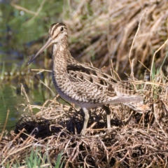 Gallinago hardwickii at Fyshwick, ACT - 26 Oct 2019