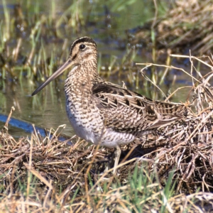 Gallinago hardwickii at Fyshwick, ACT - 26 Oct 2019