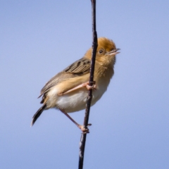 Cisticola exilis (Golden-headed Cisticola) at Fyshwick, ACT - 26 Oct 2019 by Marthijn