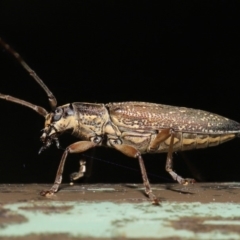 Temnosternus planiusculus (Longhorn beetle) at ANBG - 24 Oct 2019 by TimL