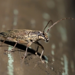 Temnosternus planiusculus at Acton, ACT - 24 Oct 2019