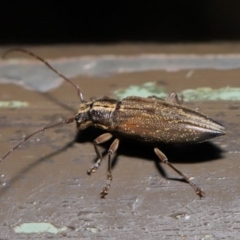 Temnosternus planiusculus at Acton, ACT - 24 Oct 2019