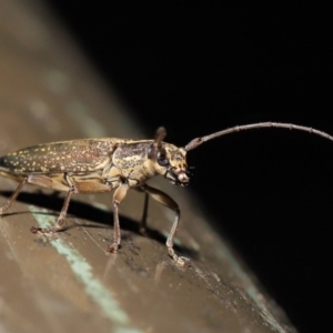 Temnosternus planiusculus at Acton, ACT - 24 Oct 2019