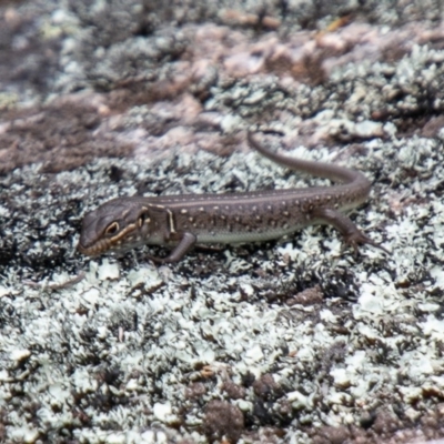 Liopholis whitii (White's Skink) at Tennent, ACT - 24 Oct 2019 by SWishart
