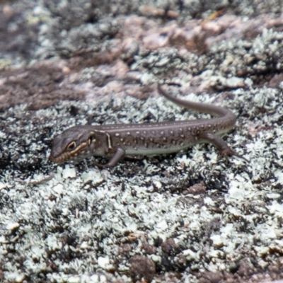Liopholis whitii (White's Skink) at Tennent, ACT - 25 Oct 2019 by SWishart