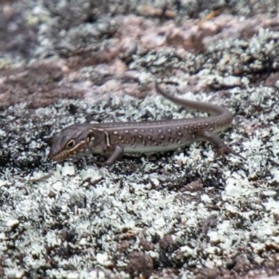 Liopholis whitii (White's Skink) at Namadgi National Park - 24 Oct 2019 by SWishart