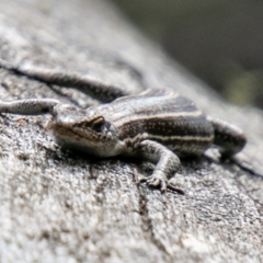 Pseudemoia spenceri (Spencer's Skink) at Tennent, ACT - 25 Oct 2019 by SWishart