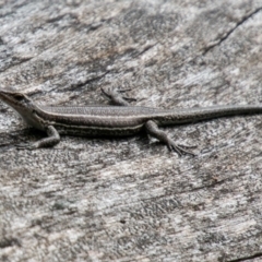 Pseudemoia spenceri at Tennent, ACT - 25 Oct 2019