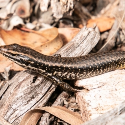 Eulamprus heatwolei (Yellow-bellied Water Skink) at Tennent, ACT - 25 Oct 2019 by SWishart