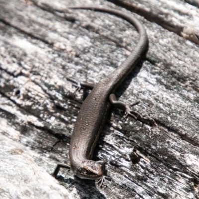 Pseudemoia entrecasteauxii (Woodland Tussock-skink) at Namadgi National Park - 24 Oct 2019 by SWishart