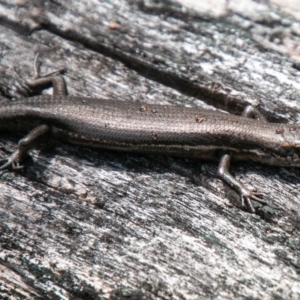 Pseudemoia entrecasteauxii at Tennent, ACT - 25 Oct 2019 10:43 AM