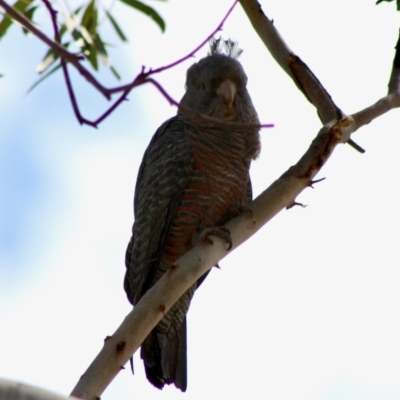 Callocephalon fimbriatum (Gang-gang Cockatoo) at Hughes Grassy Woodland - 26 Oct 2019 by LisaH