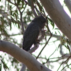 Callocephalon fimbriatum at Hughes, ACT - 26 Oct 2019