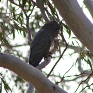 Callocephalon fimbriatum at Hughes, ACT - 26 Oct 2019