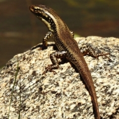 Eulamprus heatwolei (Yellow-bellied Water Skink) at Namadgi National Park - 22 Oct 2019 by KMcCue