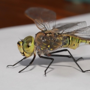 Anax papuensis at Evatt, ACT - 25 Oct 2019 02:20 PM