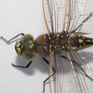 Anax papuensis at Evatt, ACT - 25 Oct 2019