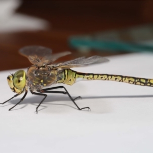 Anax papuensis at Evatt, ACT - 25 Oct 2019 02:20 PM