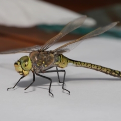 Anax papuensis at Evatt, ACT - 25 Oct 2019