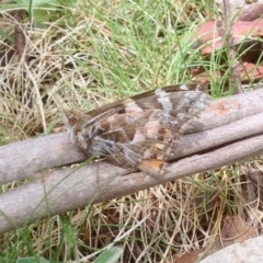 Vanessa kershawi (Australian Painted Lady) at Mount Clear, ACT - 26 Oct 2019 by KMcCue