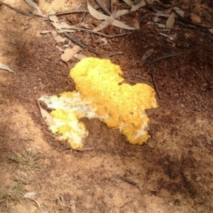 Myxomycete-plasmodium(class) at Mount Clear, ACT - 26 Oct 2019