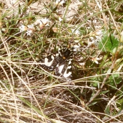 Agaristodes feisthamelii (A day flying noctuid moth) at Mount Clear, ACT - 26 Oct 2019 by KMcCue