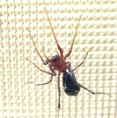 Poecilipta sp. (genus) (Beautiful Ant Mimic Spider) at Black Flat at Corrowong - 25 Oct 2019 by BlackFlat