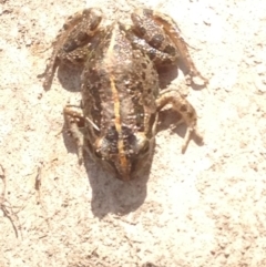 Limnodynastes tasmaniensis (Spotted Grass Frog) at Black Flat at Corrowong - 20 Dec 2020 by BlackFlat