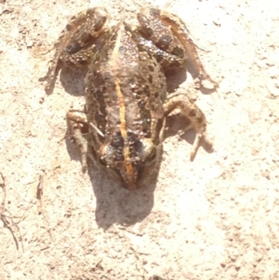 Limnodynastes tasmaniensis (Spotted Grass Frog) at Black Flat at Corrowong - 20 Dec 2020 by BlackFlat