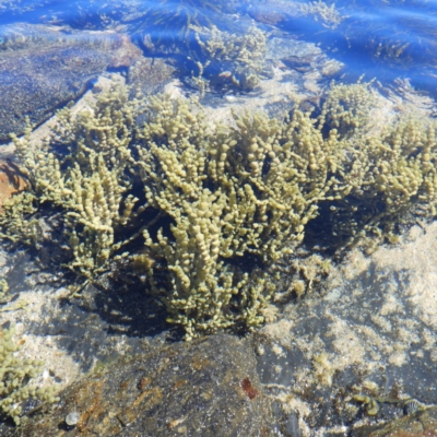 Hormosira banksii (Neptune's Necklace) at Pebbly Beach, NSW - 21 Oct 2019 by MatthewFrawley