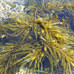 Phyllospora comosa at Batemans Marine Park - 21 Oct 2019 by MatthewFrawley