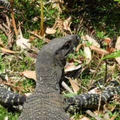 Varanus varius (Lace Monitor) at Pebbly Beach, NSW - 21 Oct 2019 by MatthewFrawley