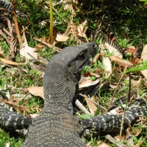 Varanus varius at Pebbly Beach, NSW - suppressed